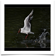 BLACK-HEADED GULL 3 -Des Hawley